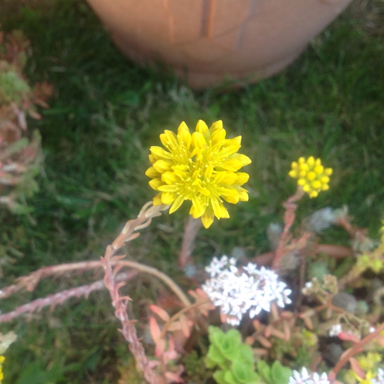 plant image 1113508 plant image 1113508