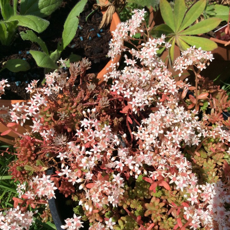 plant image 1119758 plant image 1119758