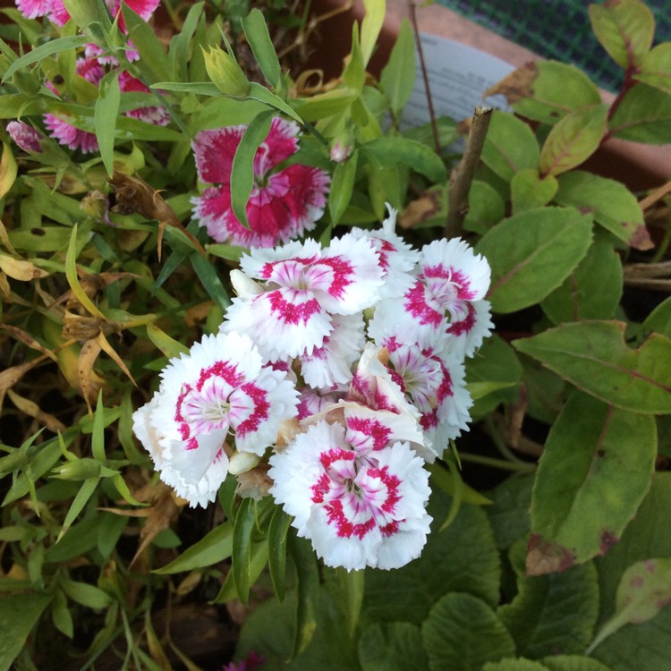 plant image 1119759