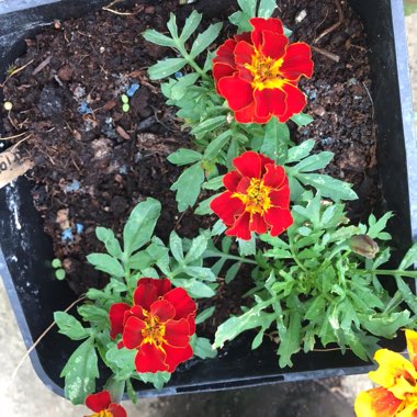 Tagetes Patula 'Safari mixture'