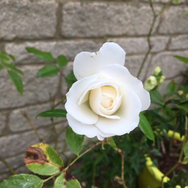 Rosa 'Korbin' syn. Rosa 'Iceberg', Rosa 'Fee des Neiges', Rosa 'Schneewittchen'