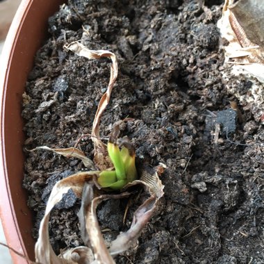Musa Tropicana