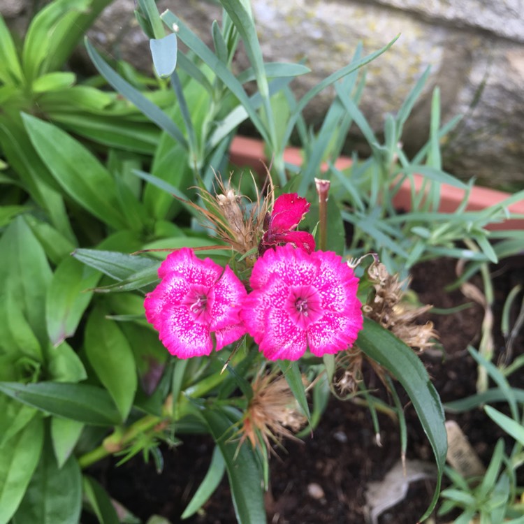 plant image 1151721