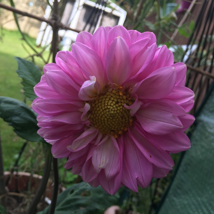 plant image 1151725 plant image 1151725