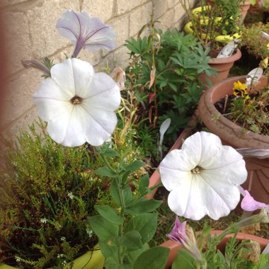 Petunia
