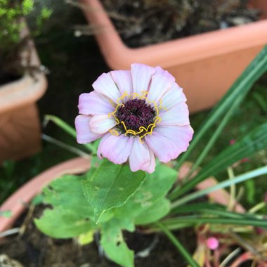 Zinnia elegans 'Sprite Mix'
