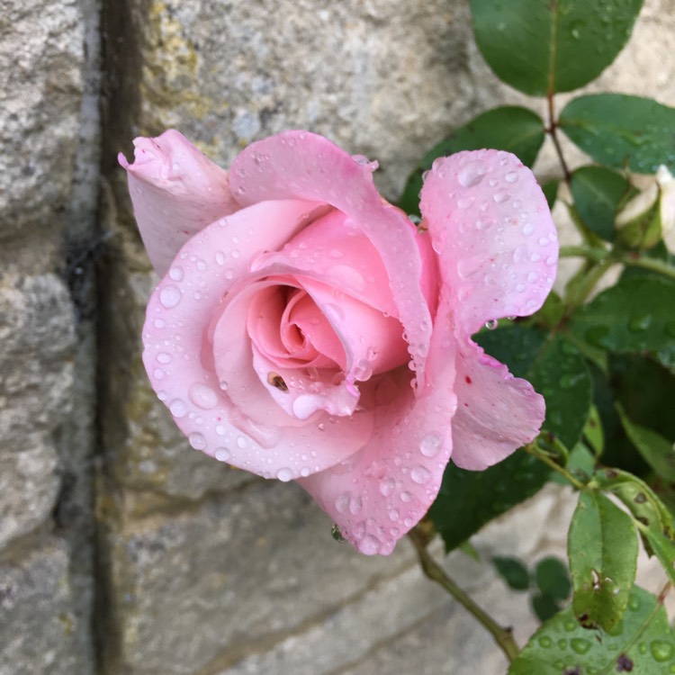 plant image 1159075
