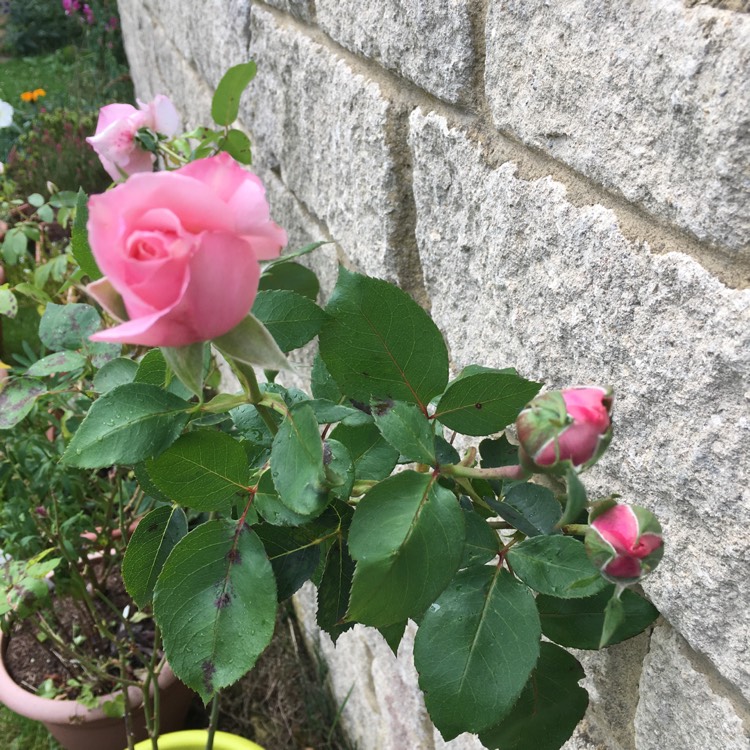 plant image 1161085