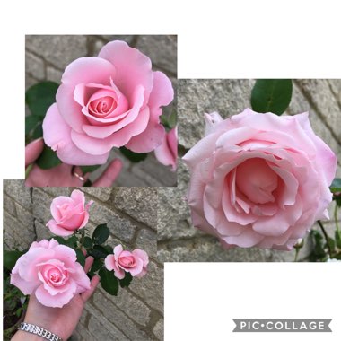 Rosa 'Korbilant' syn. Rosa 'Parole', Rosa 'Buxom Beauty', Rosa 'Garden Queen', Rosa 'Wanda Ferragamo', Rosa 'XXL', Rosa 'KO 91/1154-08'