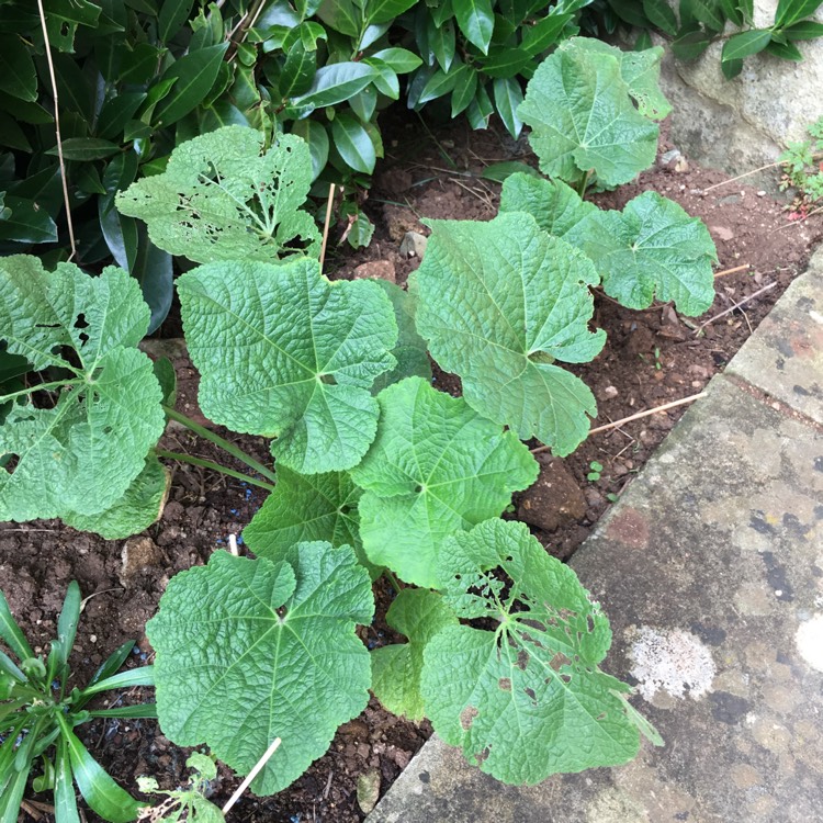 plant image 1165186 plant image 1165186
