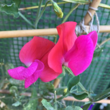 Lathyrus Odoratus 'Heirloom Mixed' (Mix)