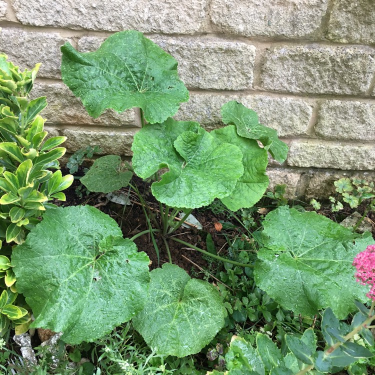 plant image 1178874 plant image 1178874