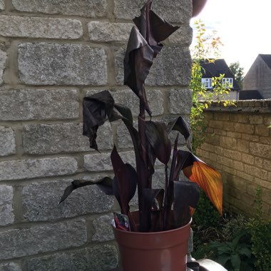 Canna 'Lon01' syn. Canna 'Tropicanna Black'
