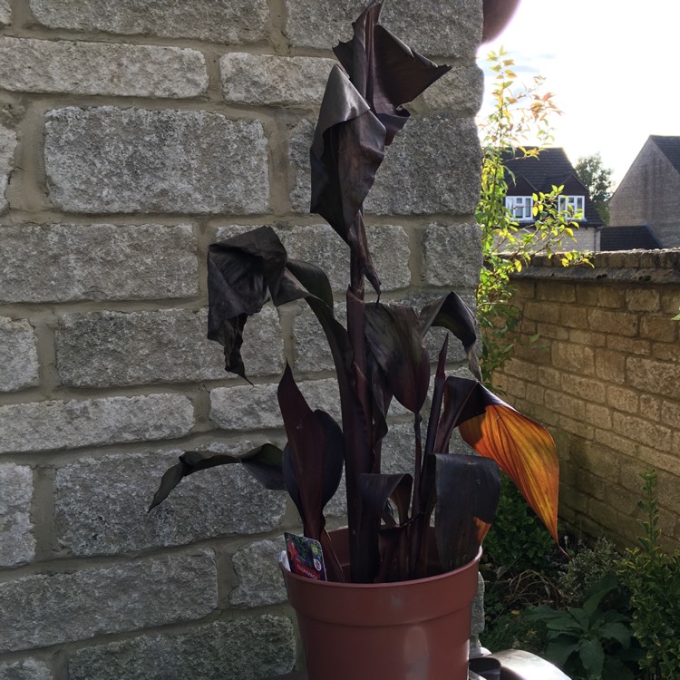 plant image 1199767 plant image 1199767
