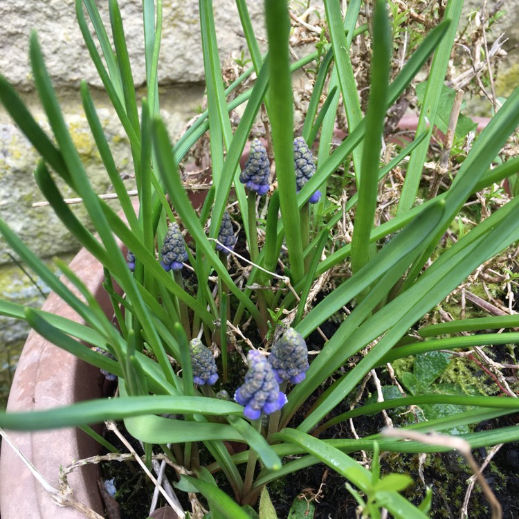 plant image 1242792 plant image 1242792
