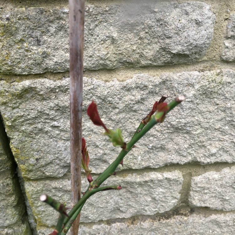 plant image 1244470