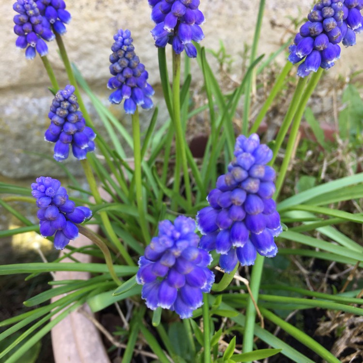 Plant image Muscari armeniacum