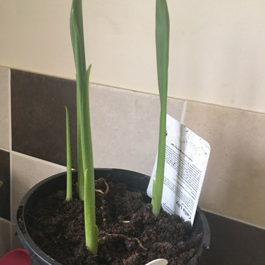 Zantedeschia rehmannii