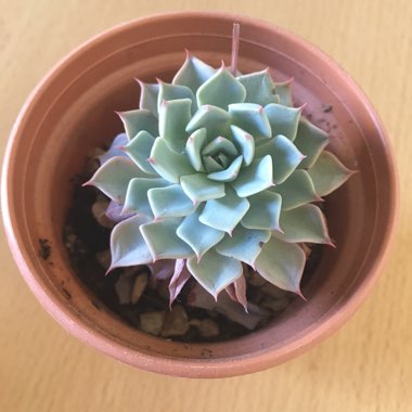Echeveria Secunda