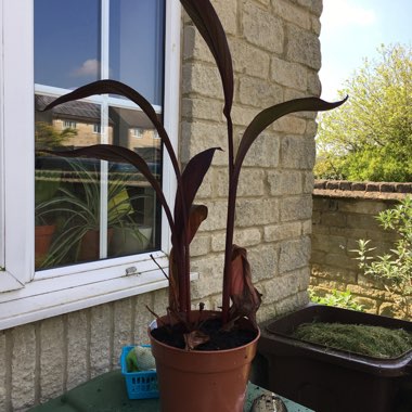 Canna 'Lon01' syn. Canna 'Tropicanna Black'