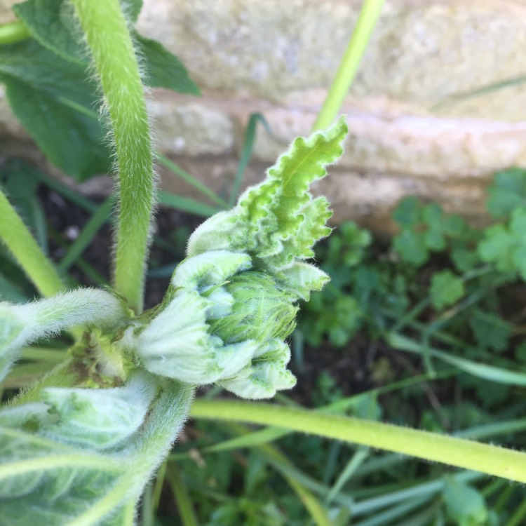 plant image 1289137 plant image 1289137