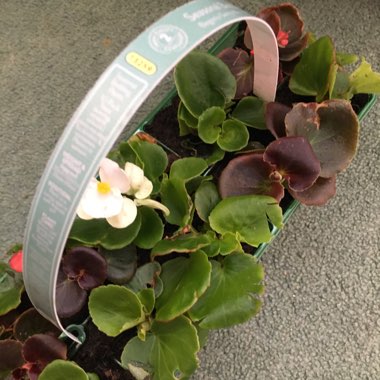 Begonia (Semperflorens Cultorum Group)  syn. Begonia semperflorens