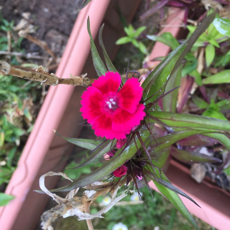 plant image 1316610