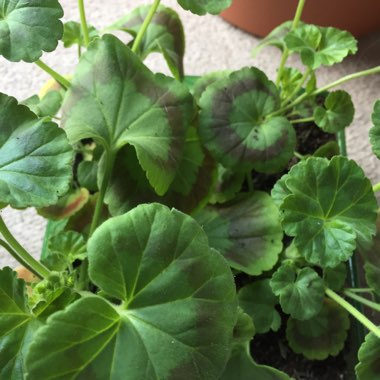 Pelargonium