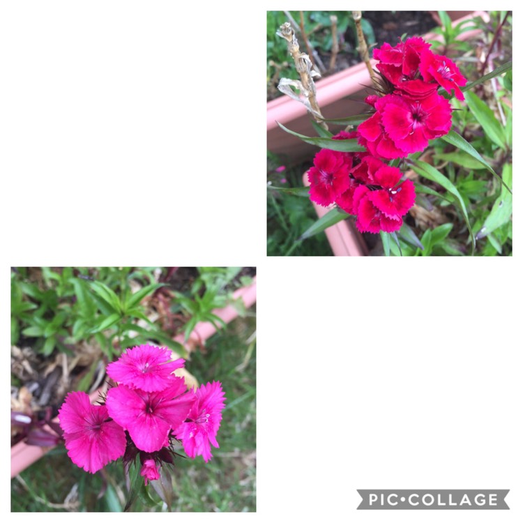 plant image 1329603