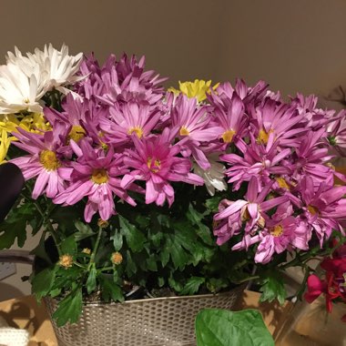 Chrysanthemum
