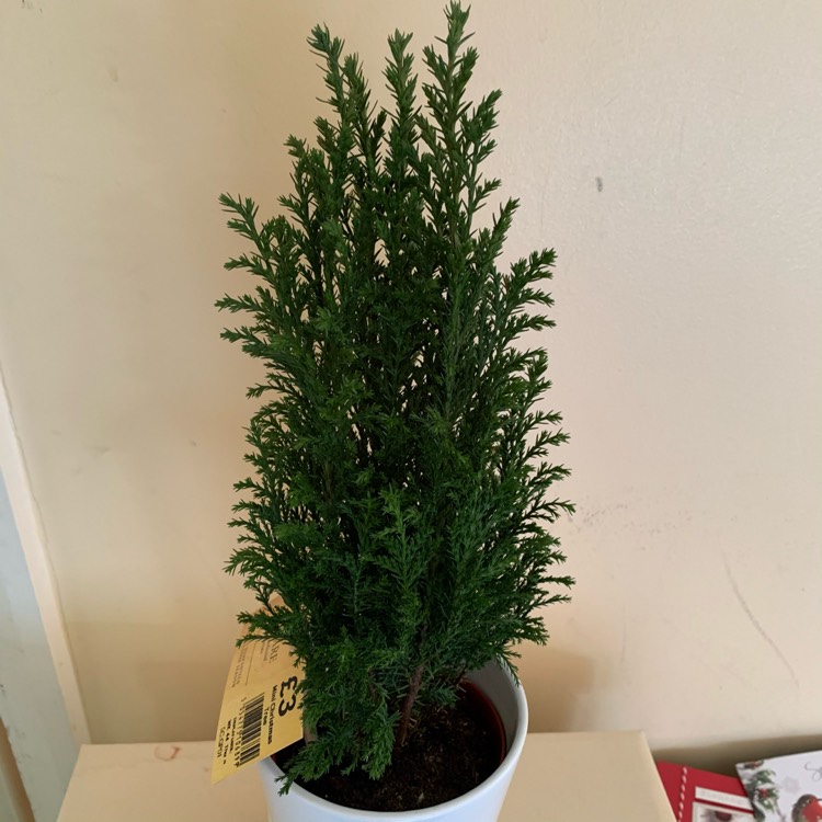 plant image 1425092