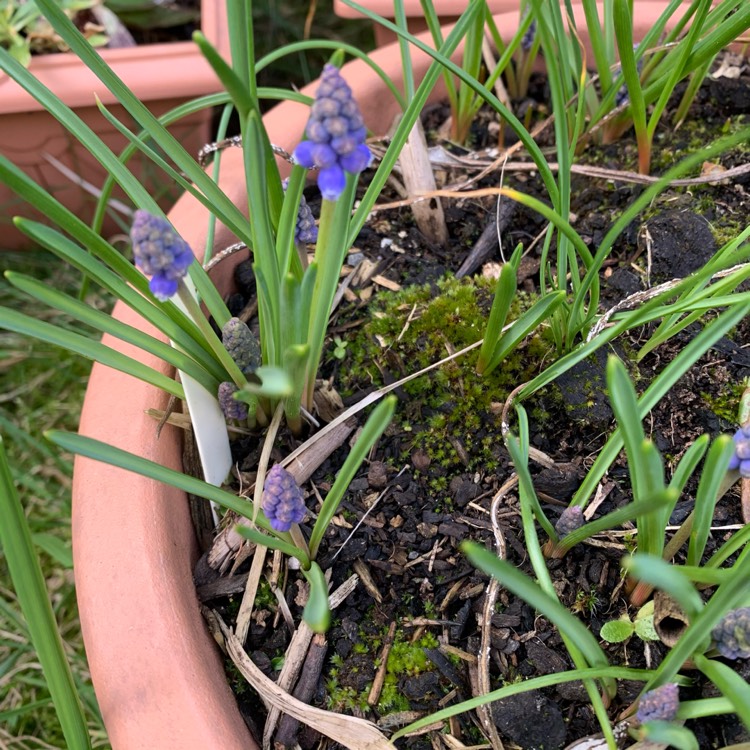 plant image 1447343 plant image 1447343