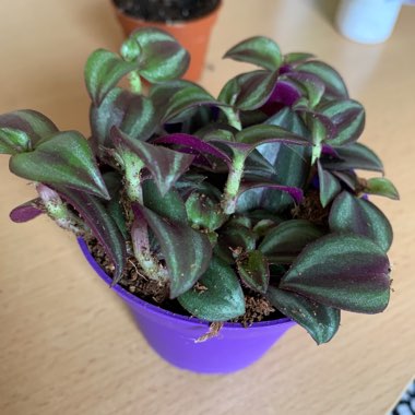 Tradescantia  'Houseplants'