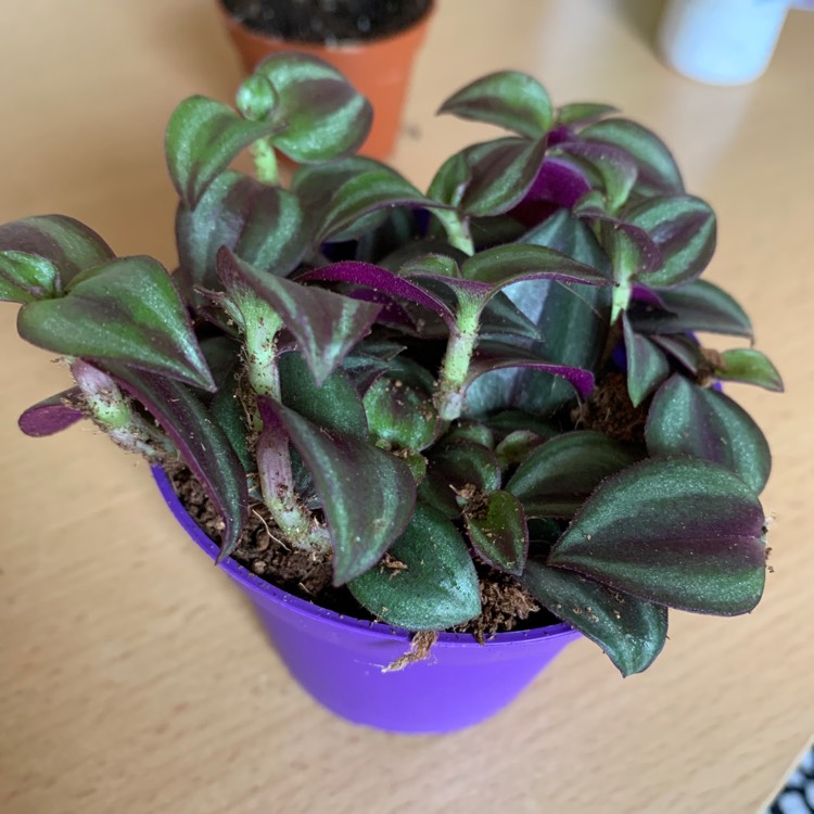 Plant image Tradescantia  'Houseplants'