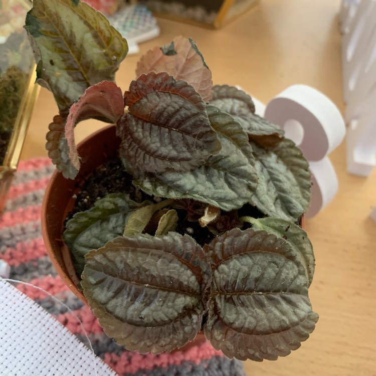 Plant image Pilea involucrata 'Norfolk'