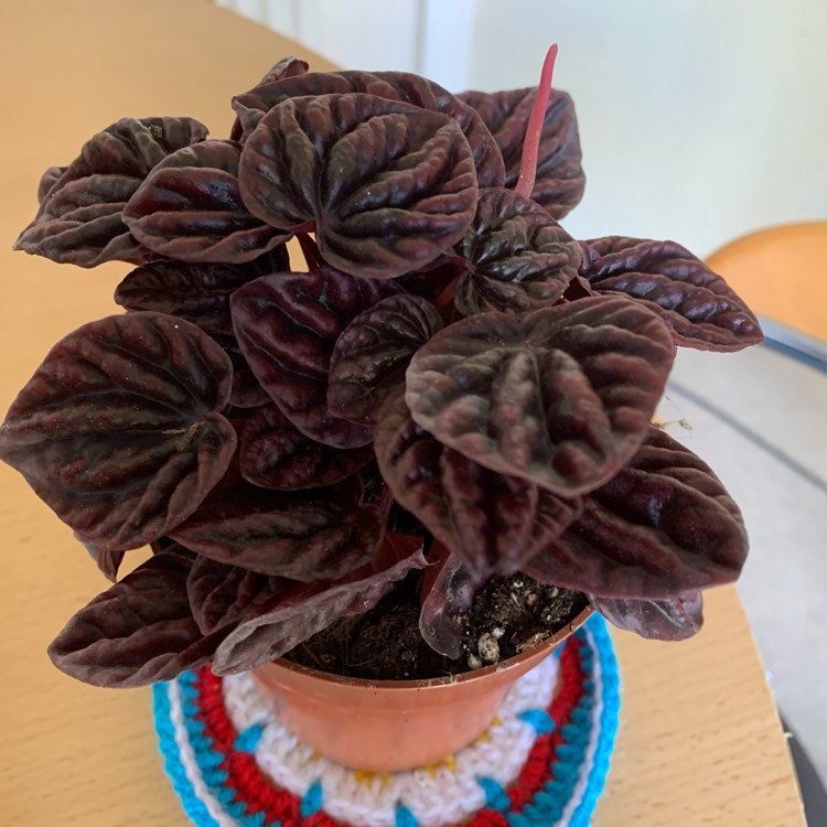 Plant image Peperomia Caperata 'Schumi Red'