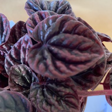 Peperomia Caperata 'Schumi Red'