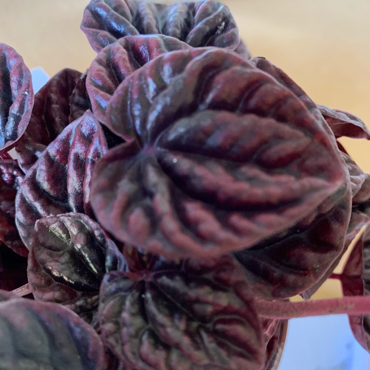 Plant image Peperomia Caperata 'Schumi Red'