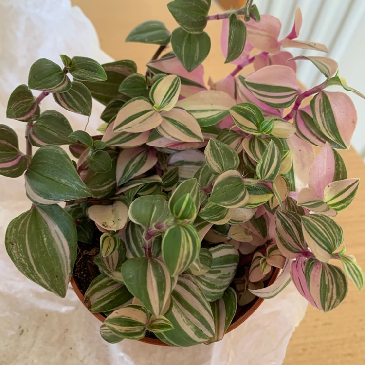 Plant image Tradescantia zebrina 'Quadricolor'
