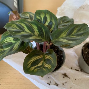 Calathea 'Makoyana'