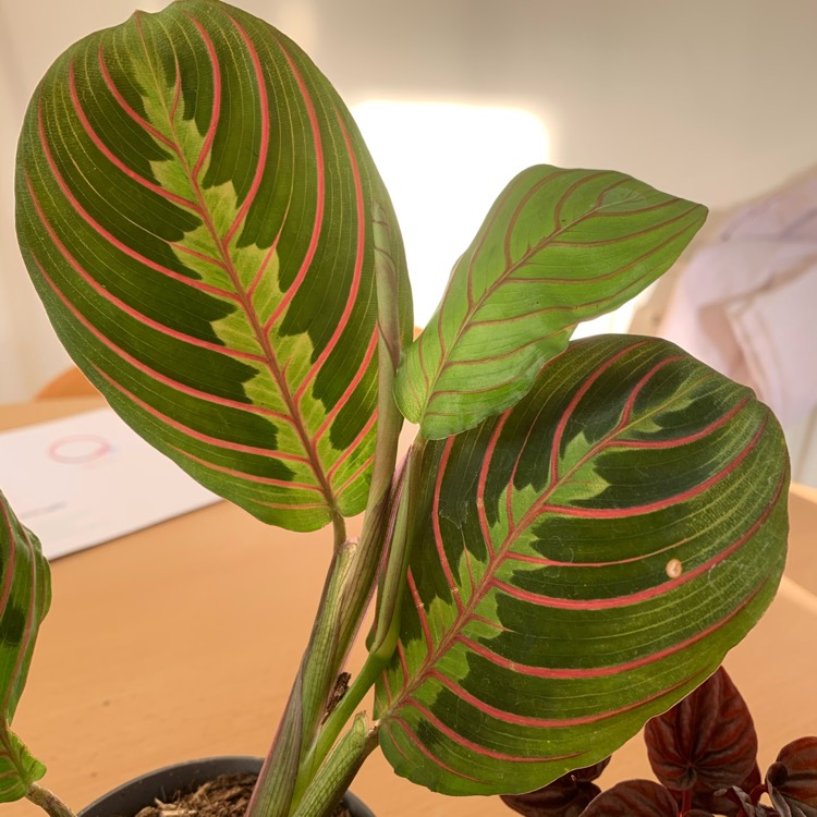 Maranta leuconeura 'Fascinator Tricolour', Prayer Plant 'Fascinator ...