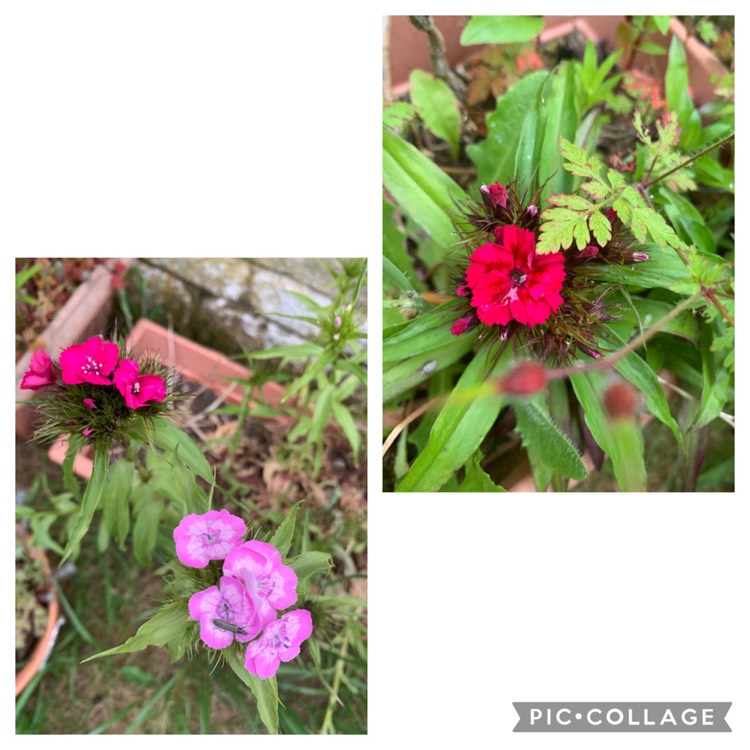 plant image 1496066