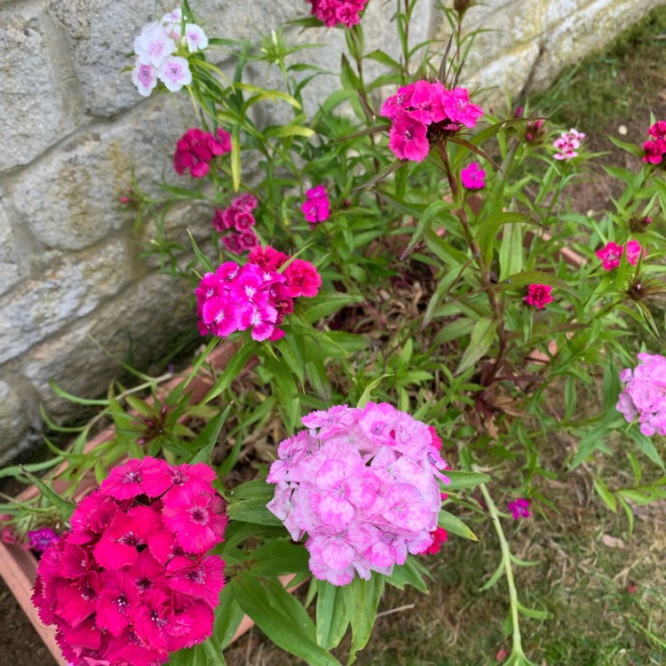 plant image 1502544