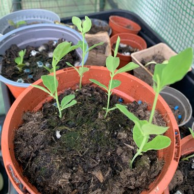 Lathyrus