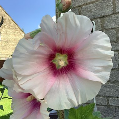 Alcea rosea  syn. Althaea rosea