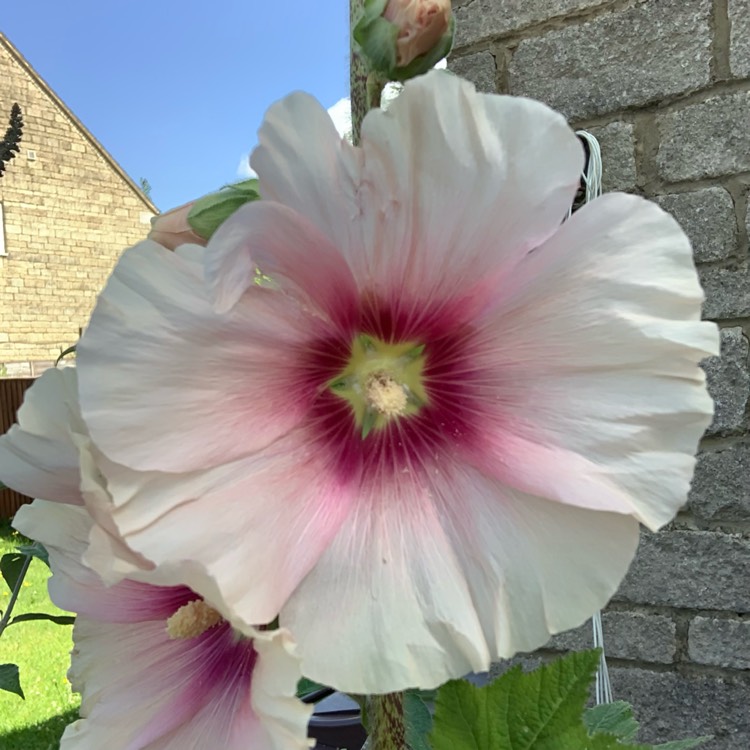 plant image 1510807 plant image 1510807