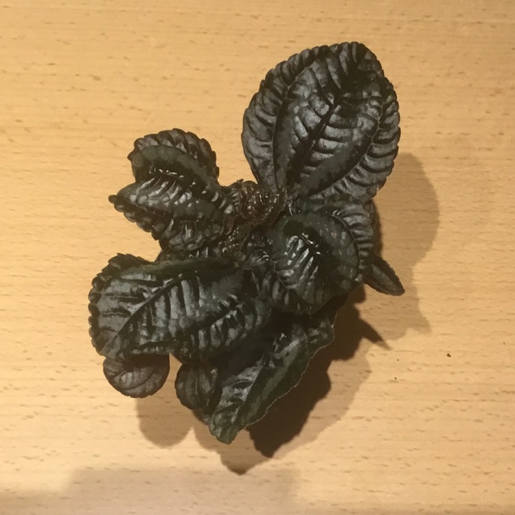 plant image 1513801