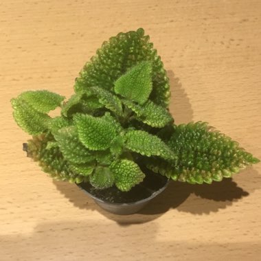 Pilea mollis 'Moon Valley'