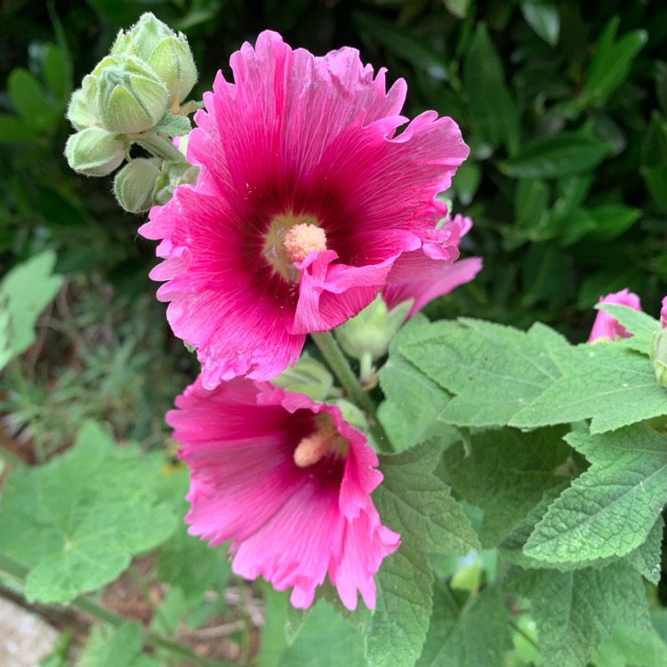 plant image 1514904 plant image 1514904