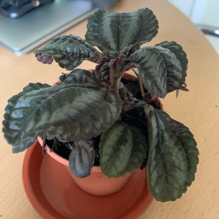 plant image 1518721
